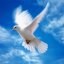 Гадание Таро Ангелов: «Почтовая голубка»