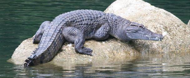 Крокодил в гороскопе Майя