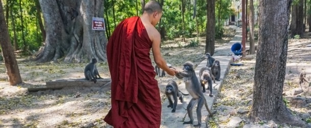 Монах и обезьяна в тибетском гороскопе