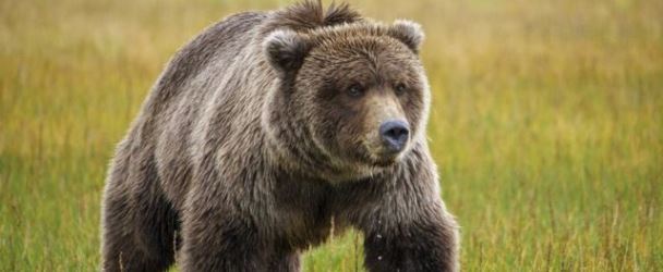 Медведь в славянском гороскопе животных