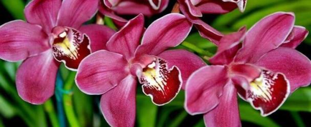 Орхидея в цветочном гороскопе