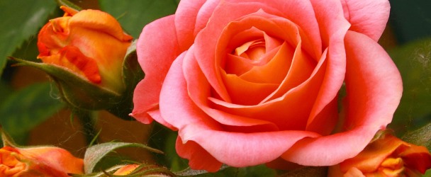 Роза в цветочном гороскопе
