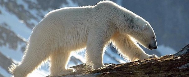Белый медведь в зороастрийском гороскопе