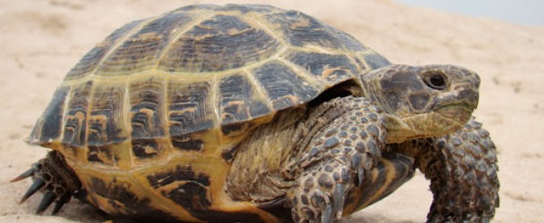Черепаха в зороастрийском гороскопе