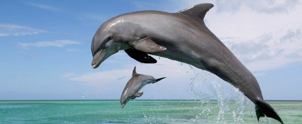 Дельфин в зороастрийском гороскопе